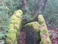 dolmen de Garrigue 2